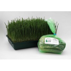 500 gm bag of Wheatgrass x 3